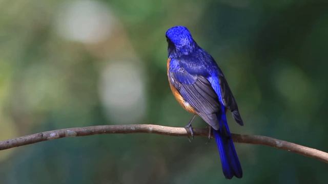 Rufous-bellied Niltava смотреть онлайн