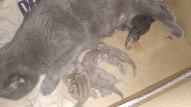 Cat baby Shower / Сколько котят родила КОШЕЧКА Герда ? смотреть онлайн