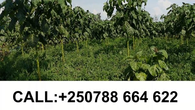 IYI SAMBU IKORA KU MAZI NTIGUCIKE| Yigure batarayigutwara| Land for sale смотреть онлайн