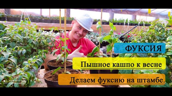 Фуксия. Пышное кашпо весной из фуксии. Делаем фуксию на штамбе.