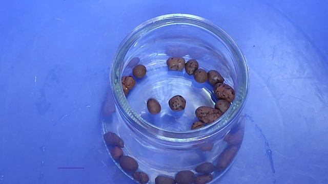 Transfer Plants from SOIL to LECA | Switching Plants from Soil to Hydroponics | Hydroton Balls смотреть онлайн