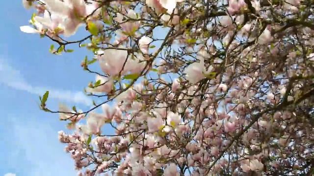 Апрель. Германия. Цветение Магнолии. смотреть онлайн