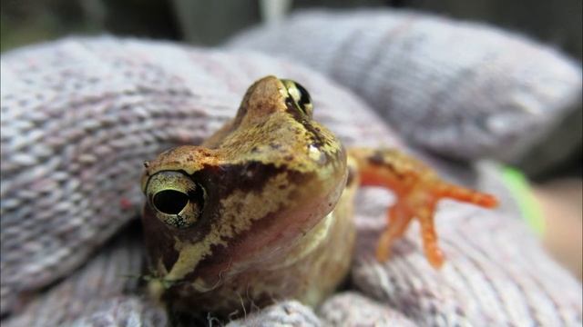 Лягушка польза или вред в огороде, рассажу про своих лягушек  #огород#лягушкавогороде#садидача#ютуб