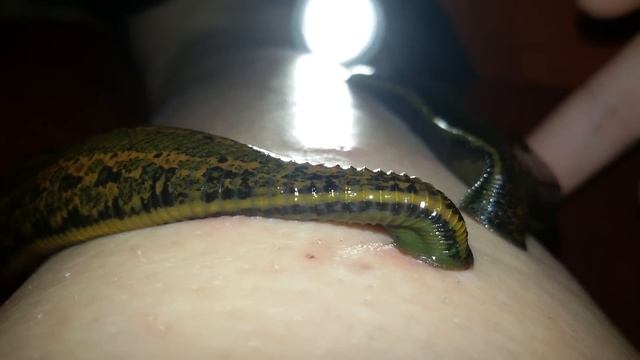 Feeding the leeches - Hirudo verbana смотреть онлайн