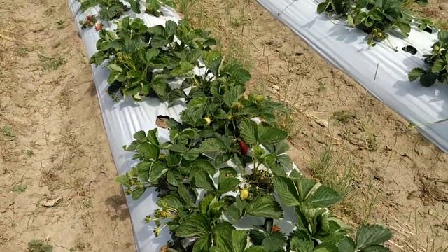 Мармелада и Марисоль смотреть онлайн