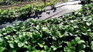 Клубника Мальвина против Магнус ?♂️ часть1