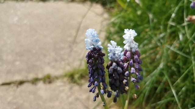 Muscari Grape Ice, a bicolor variety of Muscari latifolium, the broad-leaved grape hyacinth смотреть онлайн