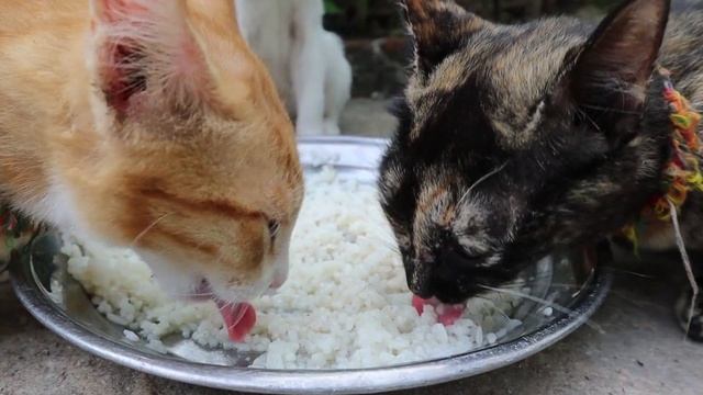 Black and white kitten eating rice смотреть онлайн