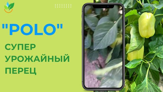 Какой перец сажать для большого урожая? смотреть онлайн