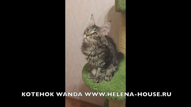 кошка мейн-кун HELENA HOUSE Wanda смотреть онлайн
