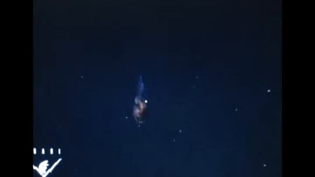 The anglerfish The original approach to deep sea fishing смотреть онлайн