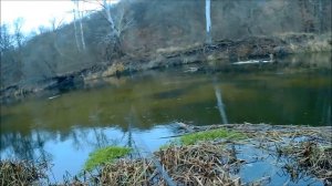 Поиск хищника на реке Северский Донец