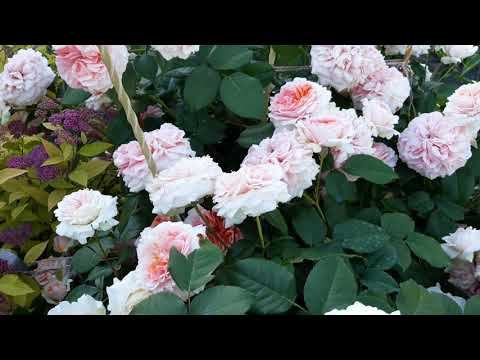 12 июня 2022 Цветет Чипэндейл смотреть онлайн