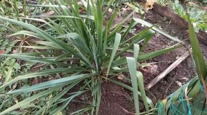 ?Подготовка юкки к зиме.06.11 #юкка #ЦветыуНатальи