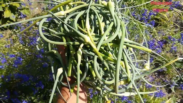 Шоу Акробатов и Аэробатики