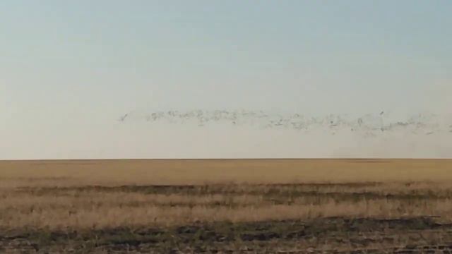 гусь на кормежке