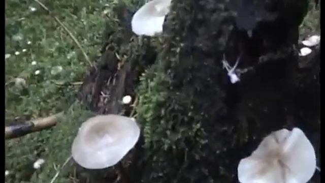 ?Грибы Моховики. Свинушки - Кобылки. смотреть онлайн