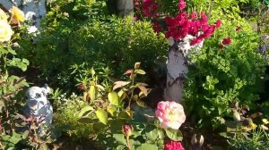 МОЙ КРАСИВЫЙ ЦВЕТУЩИЙ САД НА 11 ИЮЛЯ ??