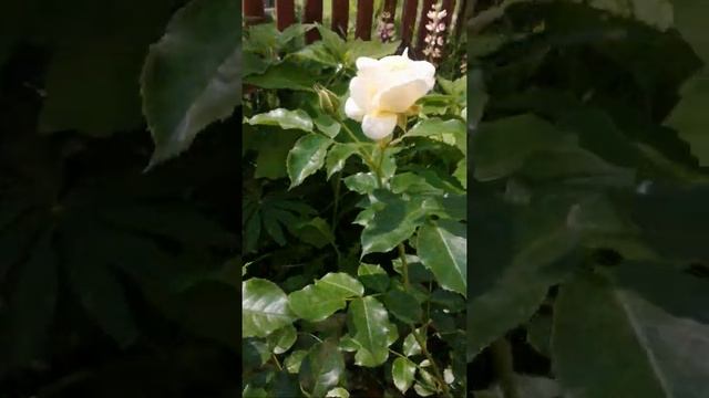 Моя красотка роза Мария-Антуанетта) смотреть онлайн