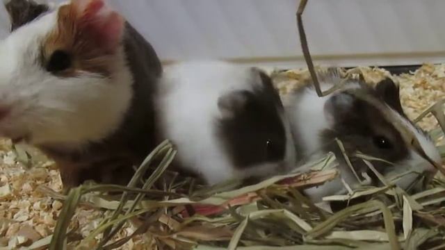 Морские свинки Маленькие поросята и папа свин едят сено , домашние животные, грызуны смотреть онлайн