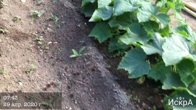 Огурец АРАГОРН F1 / ARAGRON