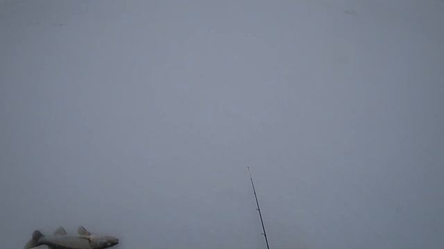 Рыбалка в конце Зимы на судака . Волга, Сюкеево смотреть онлайн