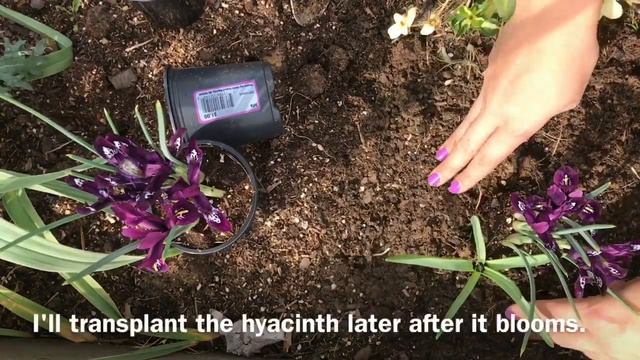 How To Grow Siberian Irises (Iris Siberica) Easy Gardening Tips смотреть онлайн