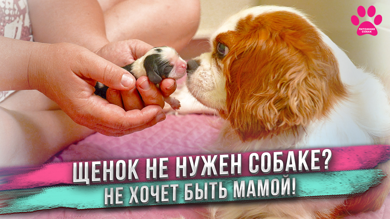 Щенок замерзает, а мать даже не хочет его согреть! Он ей не интересен! Леди будет плохой мамой? смотреть онлайн