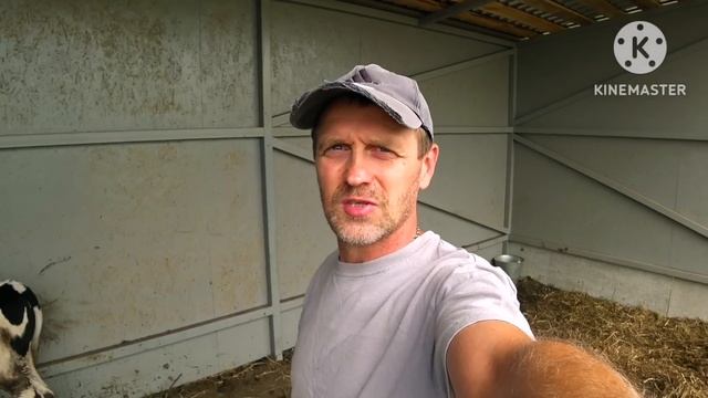 Хрячок породы пьетрен уехал на плямя смотреть онлайн