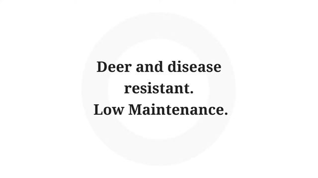 Rosa Drift Rose "Coral Drift" смотреть онлайн