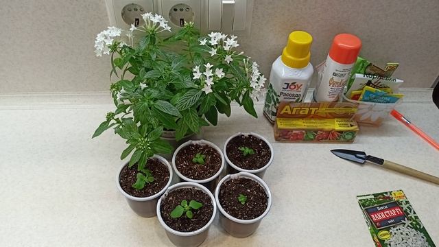 Яркие соцветия-звёздочки и продолжительное цветение делают пентас желанным растением.10.02.2023. смотреть онлайн