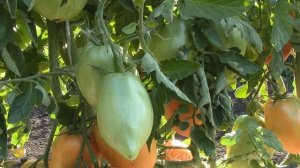 О сортах КНЯГИНЯ и РАДУНИЦА Работы на томатах