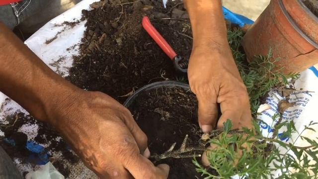 Como reproducir la planta Aralia Ming (POLYSCIAS FRUTICOSA)|| Info Garden смотреть онлайн