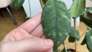 Обзор хойи с живописными листьями - Hoya Corneri