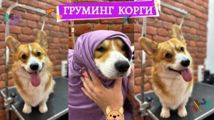 Груминг Корги - посетил салон красоты для собак