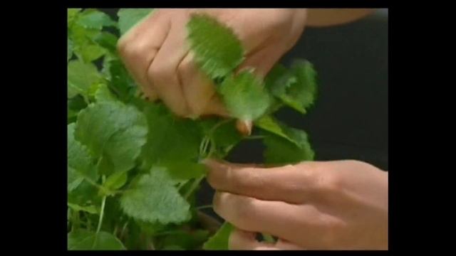 Ложка для удаления мякоти смотреть онлайн