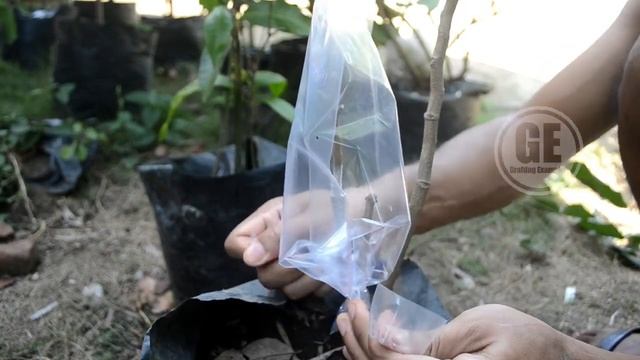 How To Grafting Longan Tree 100% Success