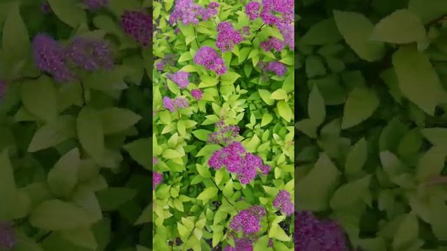 Spirea x Bulmada 'Goldflame' Bloom in our Garden 😊 смотреть онлайн