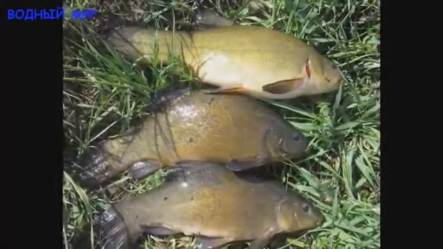 Линь. Описание, места обитания, возраст, размеры, непрест и ловля Линя