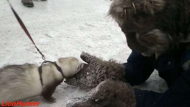 Фурри прогулка в Сокольниках - Харьки на Сходке смотреть онлайн