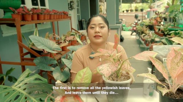 Aglaonema Sakit? Tua? Keriting? Daun Kuning? INI FAKTANYA dan CARA MENGATASI AGLAONEMA SAKIT/ TUA смотреть онлайн