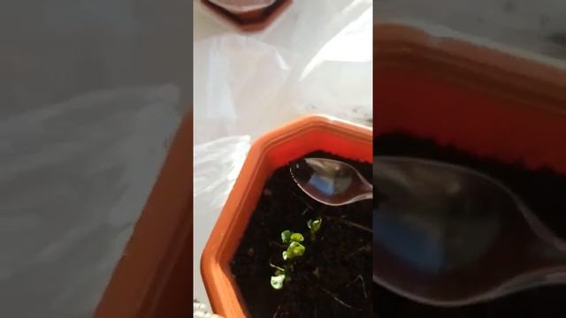 Черенкование роз в картофеле. Короткое дополнение. Третий черенок. смотреть онлайн