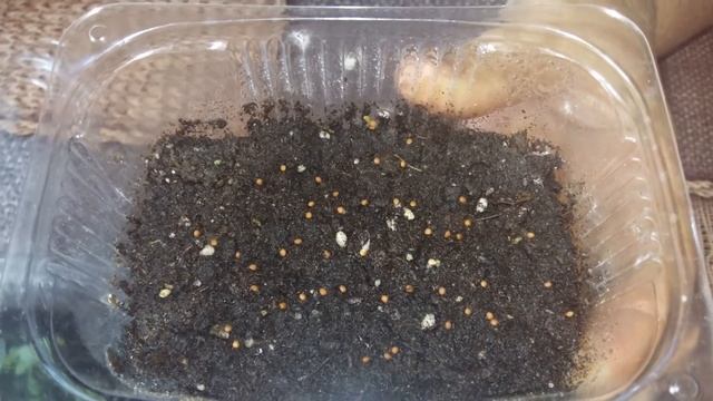 Как вырастить инжир из семян. смотреть онлайн