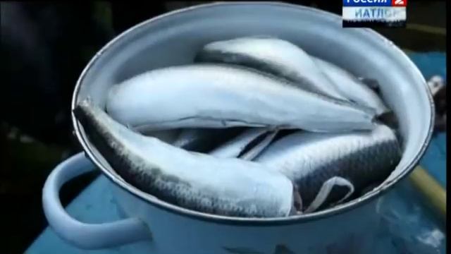 Диалоги о рыбалке 2012. Калининград (часть 2). смотреть онлайн