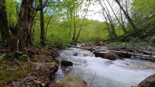 Пёс умножил на коль карьеру известного актера, но спас его жизни. Люди не могли поверить смотреть онлайн