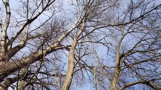 Павловск огромный тополь 02.04.19 смотреть онлайн