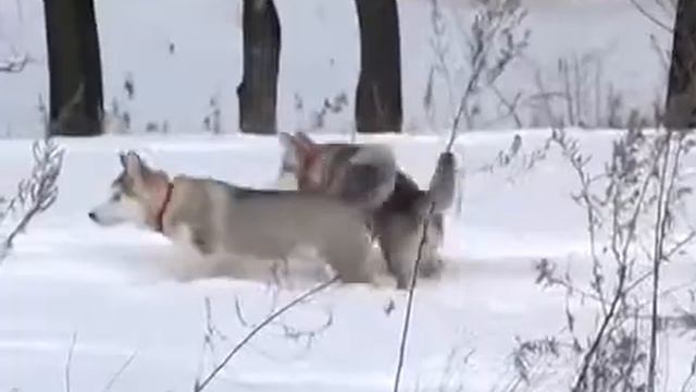 Щенки аляскинского маламута