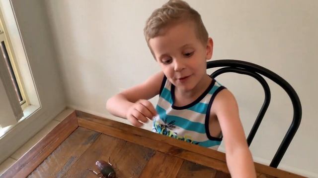 BIG ZURU ROBO ALIVE COCKROACH AND LIZARD TOY UNBOXING! смотреть онлайн