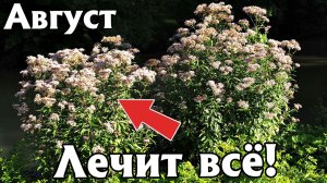 Какую полезную траву можно собирать в августе для здоровья?
