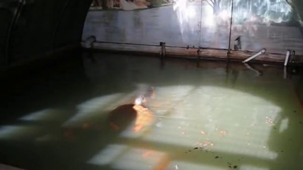 Murray Bridge Bunyip